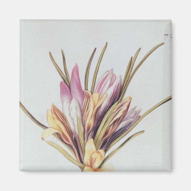 Saffron oder Crocus von "La Guirlande de de Julie" Magnet (Vorne)