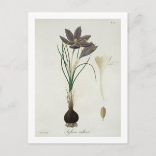 Safran-Krokus von "Phytographie Medicale" durch Postkarte