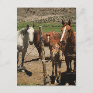 Sag Käse! : Postkarte