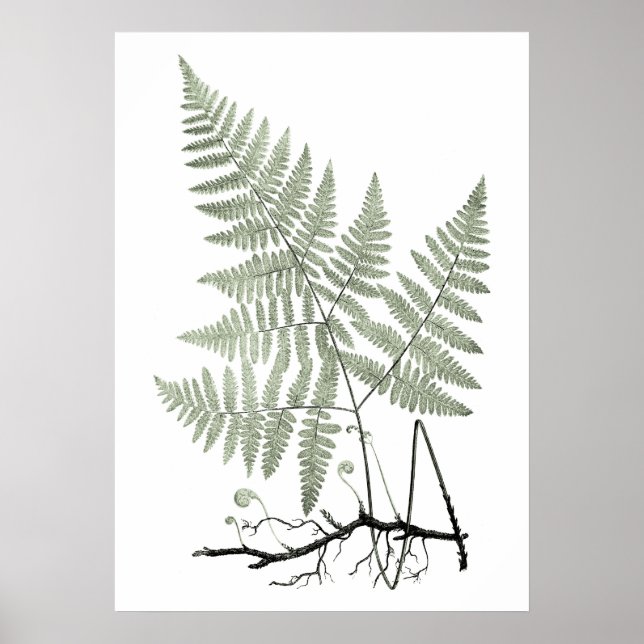 Sage Green Fern Botanical Illustration Print no 1 Poster (Vorne)
