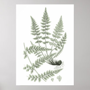 Sage Green Fern Pflanze Art Print No. 6 Wohngestal Poster