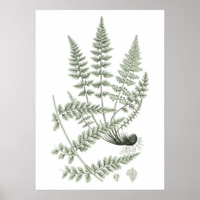 Sage Green Fern Pflanze Art Print no 6 Wohngestalt Poster (Vorne)