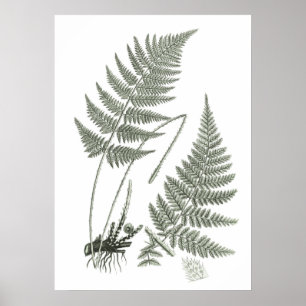 Sage Green Fern Print No. 10 Botanical Wall Art Poster