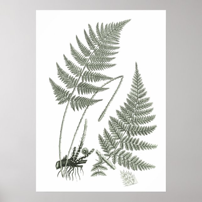 Sage Green Fern Print No. 10 Botanical Wall Art Poster (Vorne)