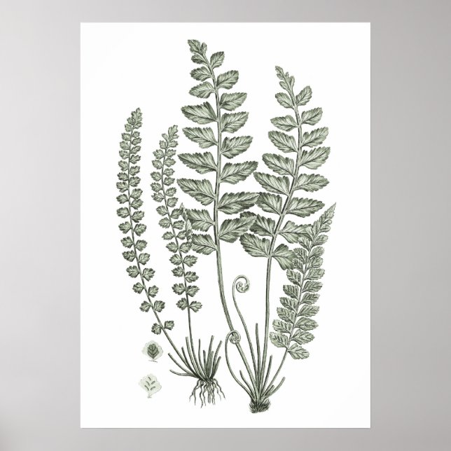 Sage Green Fern Print No. 12 Botanische Wanddekora Poster (Vorne)