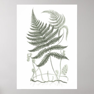 Sage Green Fern Print no 9 Botanical Wall Art Poster