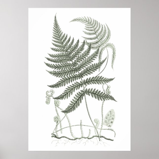 Sage Green Fern Print no 9 Botanical Wall Art Poster (Vorne)