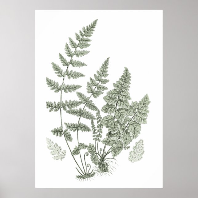 Sage Green Wall Art Fern Print No. 11 Wohngestaltu Poster (Vorne)