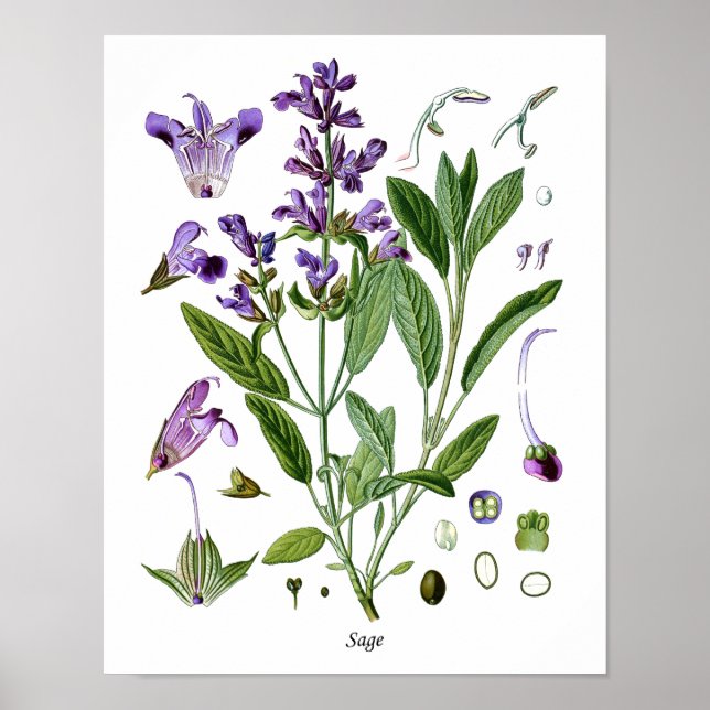 Sage Herb Botanische Küche Dining Wall Decke Poster (Vorne)