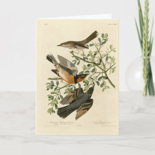 Sage Thrasher und Varied Thrush, Audubons Vögel Karte