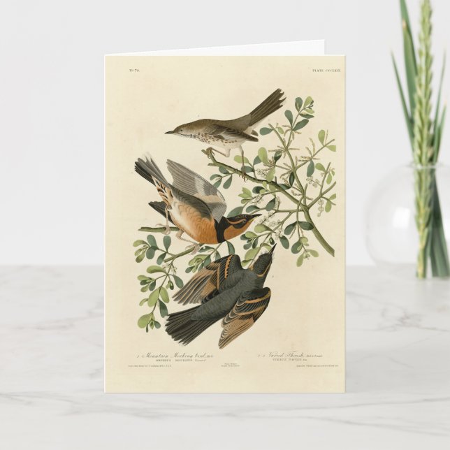 Sage Thrasher und Varied Thrush, Audubons Vögel Karte (Vorderseite)