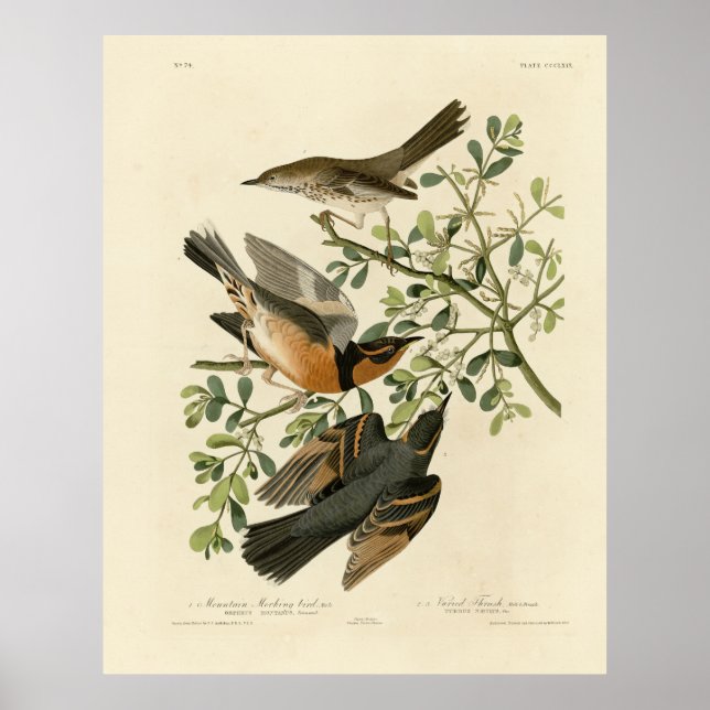 Sage Thrasher und Varied Thrush, Audubons Vögel Poster (Vorne)