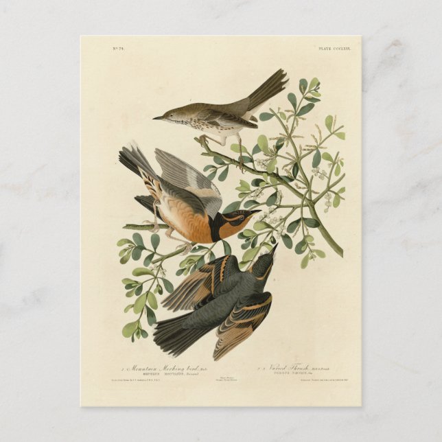 Sage Thrasher und Varied Thrush, Audubons Vögel Postkarte (Vorderseite)