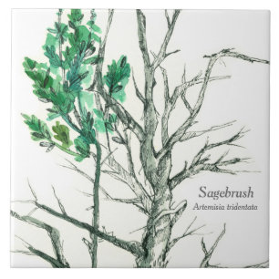 Sagebrush Botanischer Pflanze Pen und Tinte Zeichn Fliese