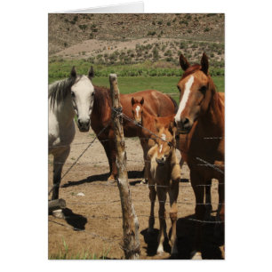 Sagen Sie Käse .....!