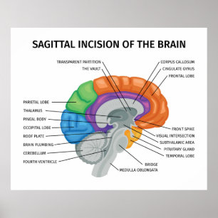 Sagittal Inzision des Gehirns Poster