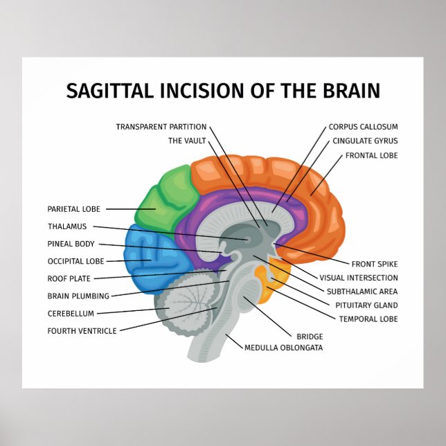 Sagittal Inzision des Gehirns Poster (Vorne)