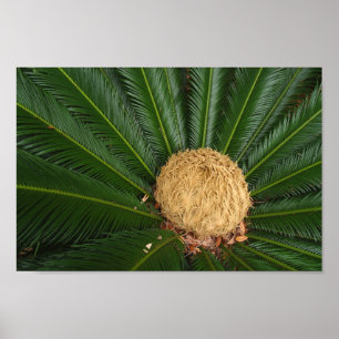 Sago Palm Leinwand oder Poster