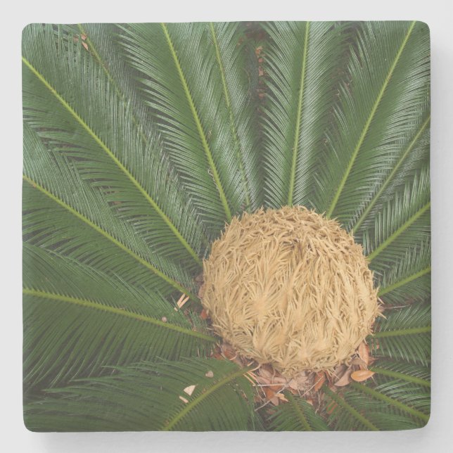 Sago Palm mit weiblichem Kon, Steinstein Untersetz Steinuntersetzer (Vorderseite)