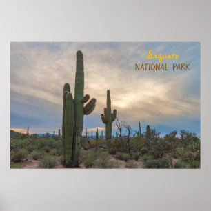 Saguaro bei Sonnenuntergang Poster