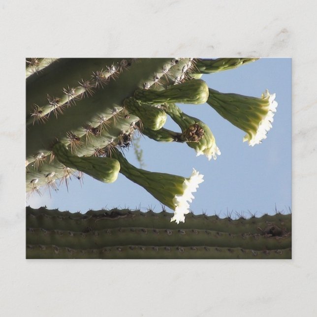 Saguaro Blooms Postkarte (Vorderseite)