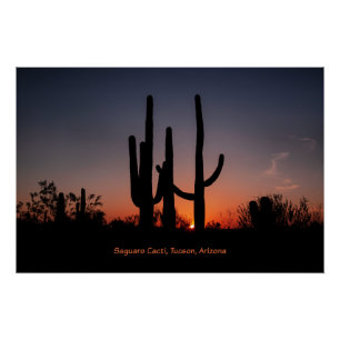 Saguaro Cacti bei Sonnenuntergang Poster