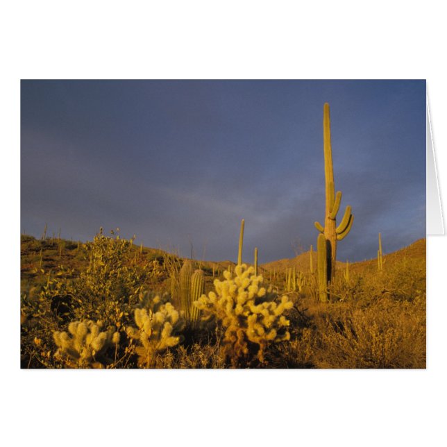 Saguaro cacti, Carnegiea gigantea und teddy (Vorderseite (Horizontal))