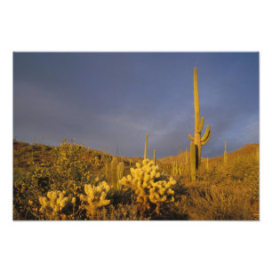 Saguaro cacti, Carnegiea gigantea und teddy Fotodruck