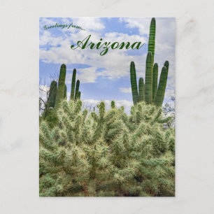 Saguaro Cacti in Tucson Arizona Postkarte