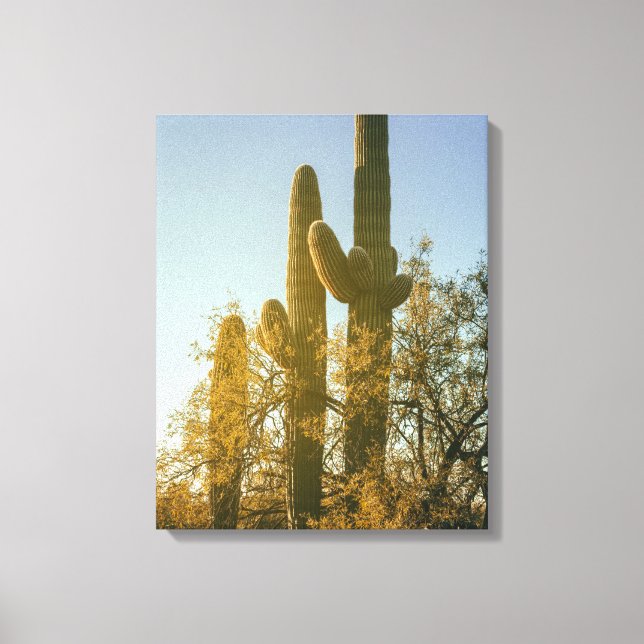 Saguaro Cacti Leinwanddruck (Vorderseite)