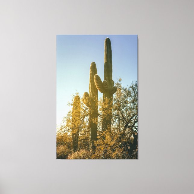 Saguaro Cacti Leinwanddruck (Vorderseite)