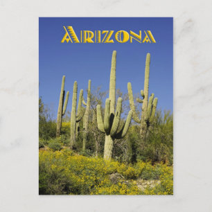 Saguaro cacti und gelbe Wildblumen, Arizona Postkarte