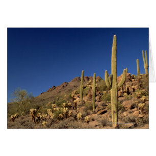 Saguaro cacti und Tucson Mountains, Tucson