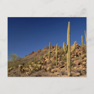 Saguaro cacti und Tucson Mountains, Tucson Postkarte