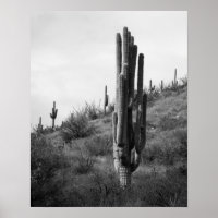 Saguaro Cactus 16x20