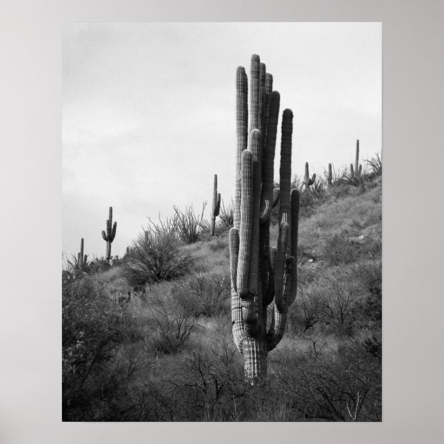 Saguaro Cactus 16x20 Poster (Vorne)