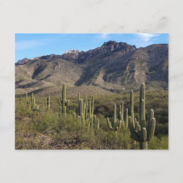 Saguaro Cactus and Catalina Mountains, Tucson AZ Postkarte (Vorderseite)