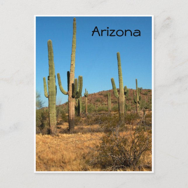 Saguaro cactus, Arizona - Postkarte (Vorderseite)
