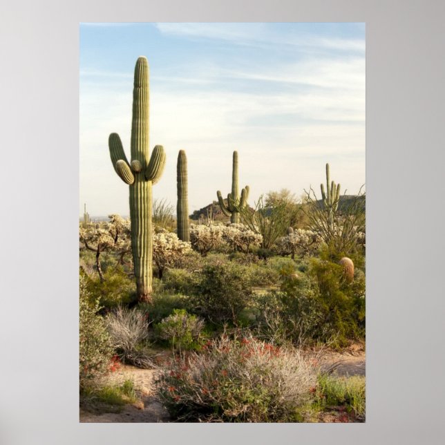 Saguaro Cactus, Arizona, USA Poster (Vorne)