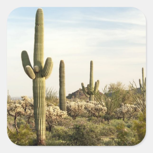 Saguaro Cactus, Arizona, USA Quadratischer Aufkleber (Vorderseite)