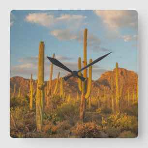Saguaro cactus at sunset, Arizona Quadratische Wanduhr