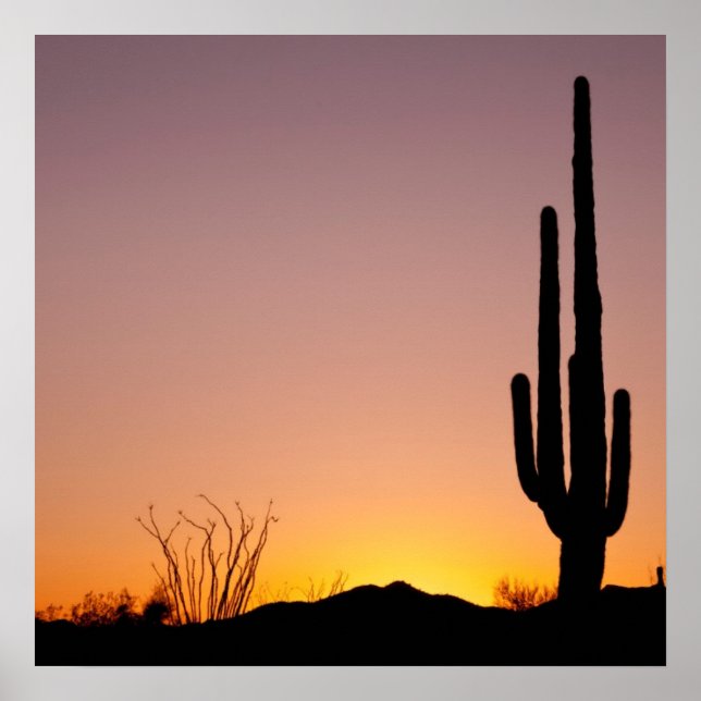 Saguaro Cactus at Sunset Poster (Vorne)
