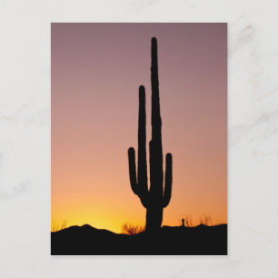 Saguaro Cactus at Sunset Postkarte