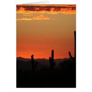 Saguaro Cactus bei Sonnenuntergang