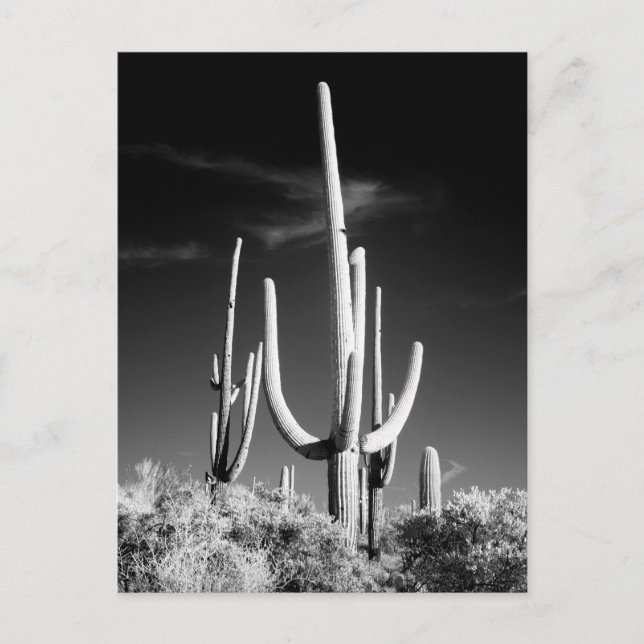 Saguaro Cactus Black and White Foto Arizona Postkarte (Vorderseite)
