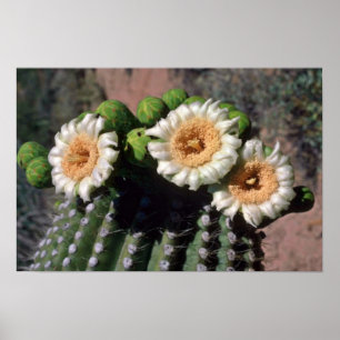 Saguaro Cactus Bllossoms Blume Poster