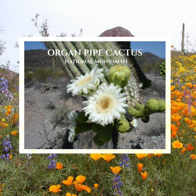 Saguaro Cactus Bllossoms Orgel Pipe Cactus Postkarte (Von Creator hochgeladen)