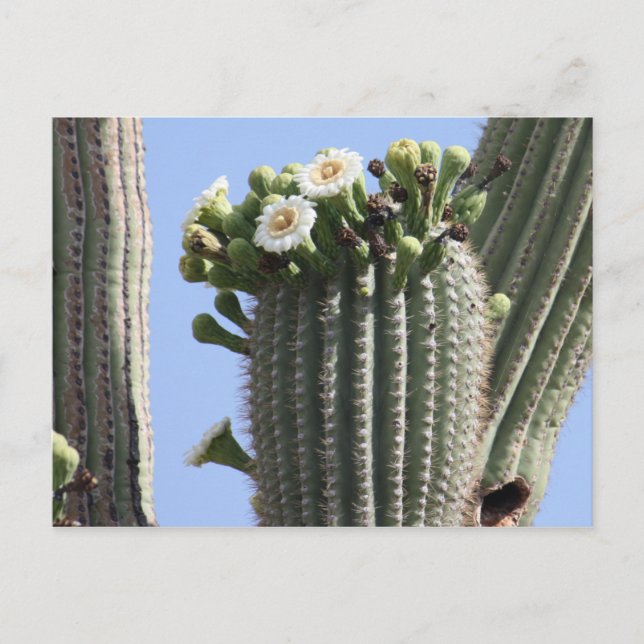 Saguaro Cactus Blooms Postcard Postkarte (Vorderseite)