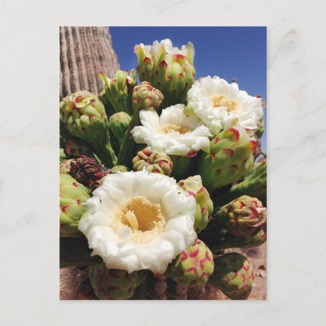 Saguaro Cactus Blossom - Arizona Staat Blume Postkarte (Vorderseite)