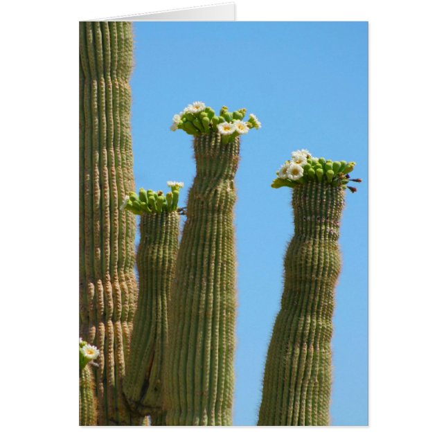 Saguaro Cactus Blossoms (Vorne)